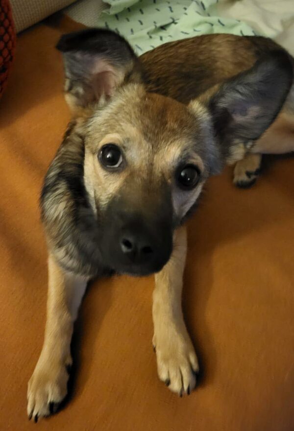 Miss Hops in 72667 Schlaitdorf *vermittelt* – Bild 5