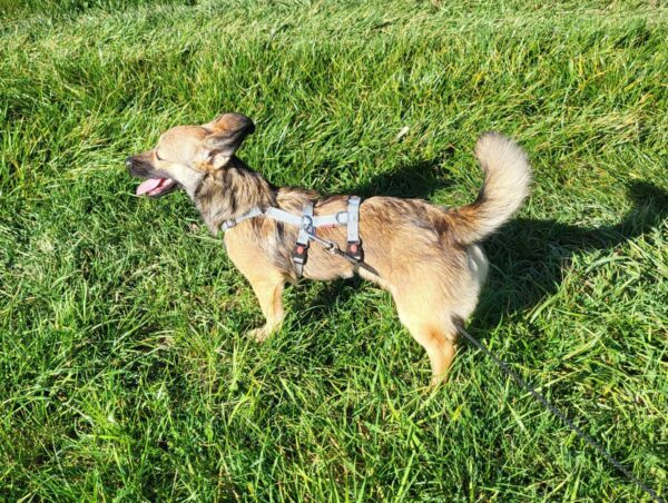 Miss Hops in 72667 Schlaitdorf *vermittelt* – Bild 3