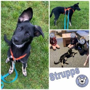 Strupps in 71131 Jettingen *vermittelt*