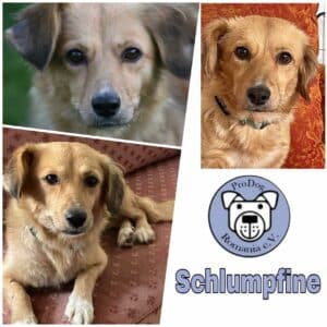 Schlumpfine in 24960 Munkbarup/ bei Flensburg *vermittelt*