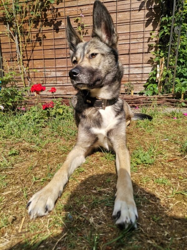 Sabi (Kalea) in 59399 Olfen *vermittelt* – Bild 5