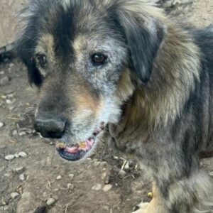 KASPER - NOTFALL: starke Hautprobleme, total verfilzt, schlechte Zähne - ausgereist zur Tierhilfe Lebenswert