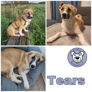 Tears in 40670 Meerbusch *vermittelt*