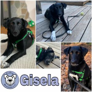 Gisela in 54311 Trierweiler *vermittelt*