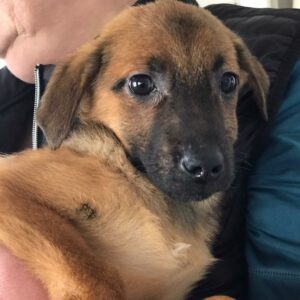 KARIKO - auf Pflegestelle in PLZ 12 *vermittelt*