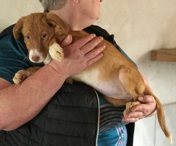 RUBI - reserviert TH Filderstadt - vermittelt – Bild 3