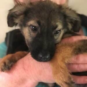 BALDER - auf Pflegestelle in PLZ 42 *vermittelt*