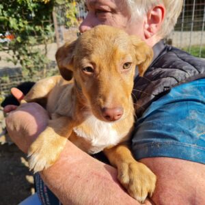 SURPRISE - auf Pflegestelle in PLZ 52 *vermittelt*