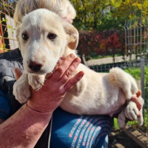 JUPITER - auf Pflegestelle in PLZ 45 *vermittelt*