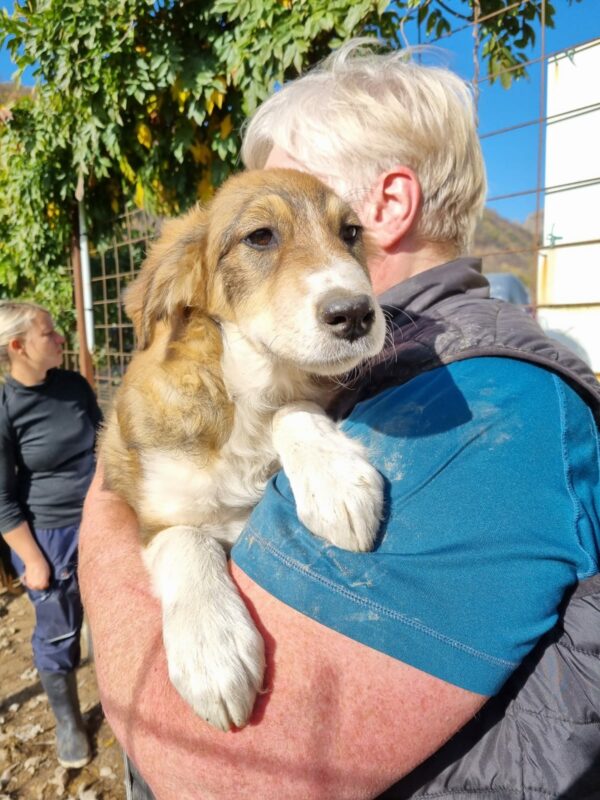 FRAU HOLLE (♀) - ausgereist zu Tiere brauchen Freunde – Bild 13