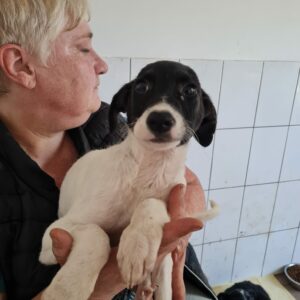 TIMOLO - auf Pflegestelle in PLZ 23 *vermittelt*