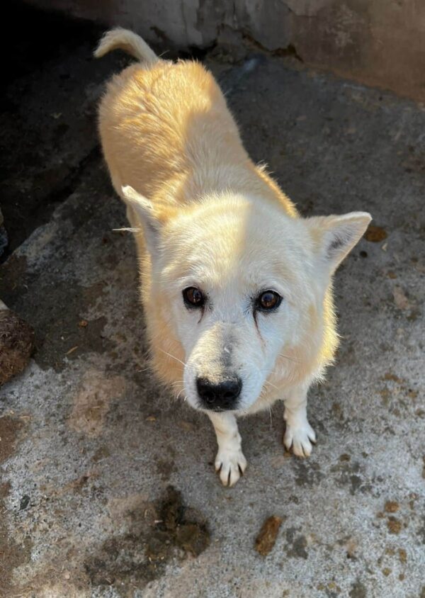 SIOUX (♂) - Handicap - fast blind – Bild 2