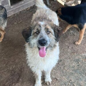 FOKKA (♂) - RBB 08/24