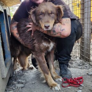 COFFEY (♀) - vermittelt MH