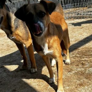 ESTRELA (♀) - auf PS im PLZ Bereich 66 (NE) *ausgereist* vermittelt