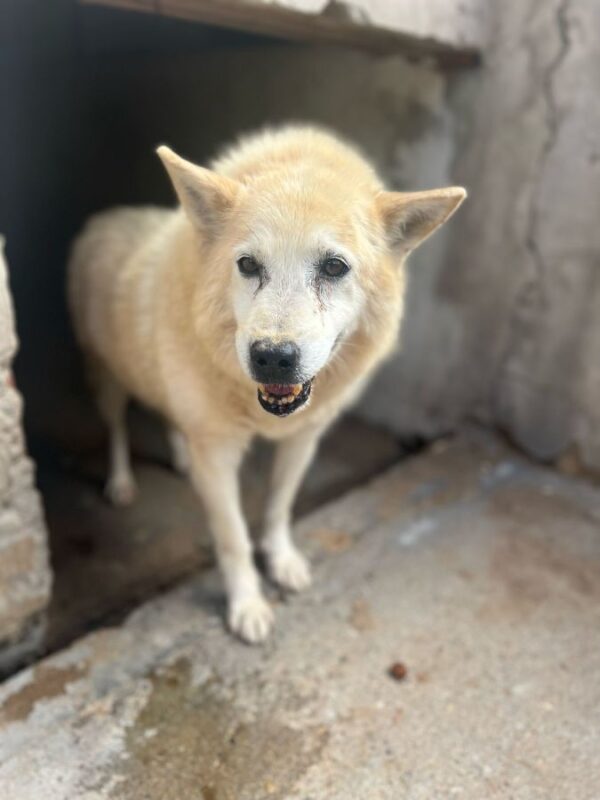 SIOUX (♂) - Handicap - fast blind – Bild 2