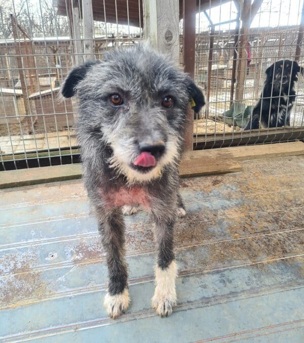 PIXEL - Notfall-Opa (Mobbingopfer, Hautprobleme) - reserviert TH Koblenz vermittelt – Bild 2