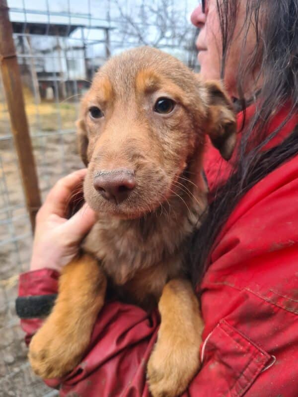 TIMMI - reserviert Hundescheune Fläming - vermittelt – Bild 2