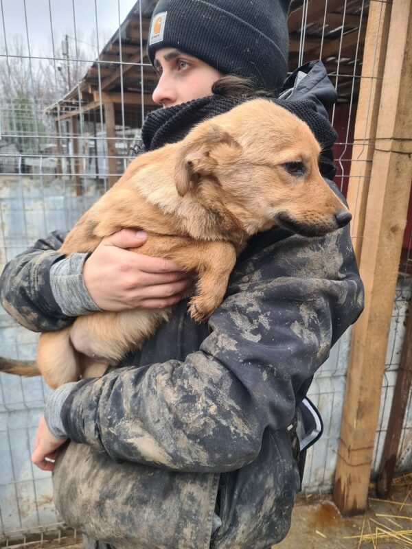 TIZIAN - reserviert TH Limburg - vermittelt – Bild 2