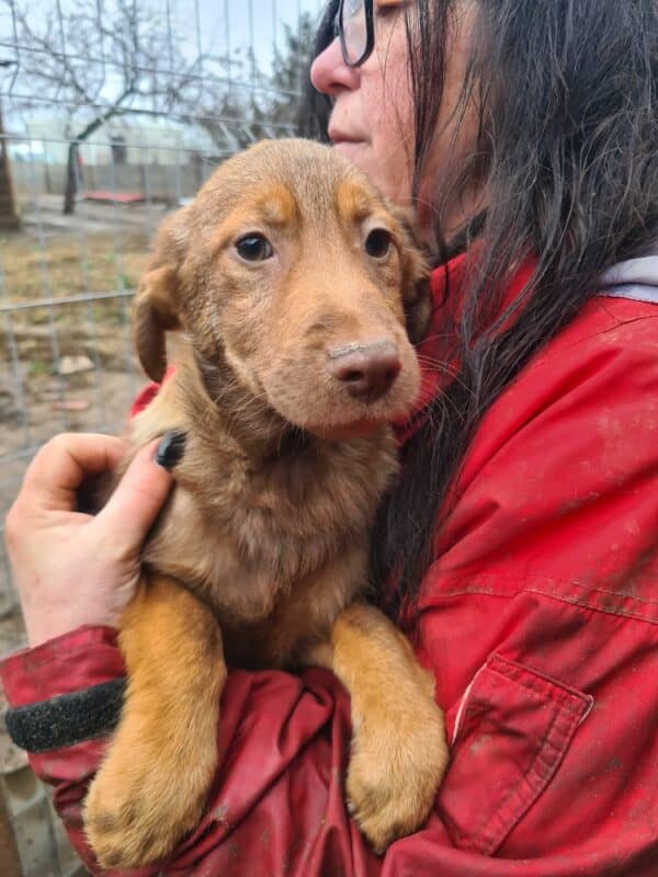 TIMMI - reserviert Hundescheune Fläming - vermittelt