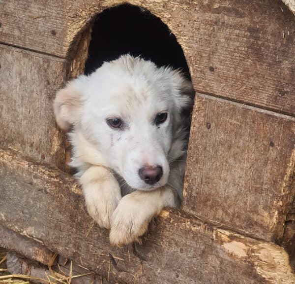 ISKA - reserviert Hundescheune Fläming - vermittelt – Bild 2