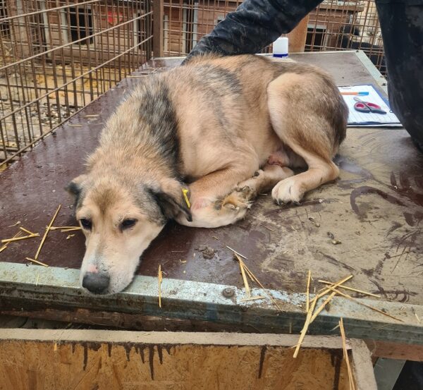 STEVIE - seel. Notfall - reserviert TH Tuttlingen vermittelt – Bild 2