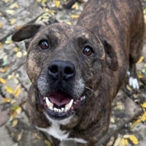 VALENTINE (♀) (DNA Test erfolgt)