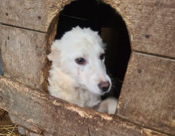 ISKA - reserviert Hundescheune Fläming - vermittelt – Bild 3