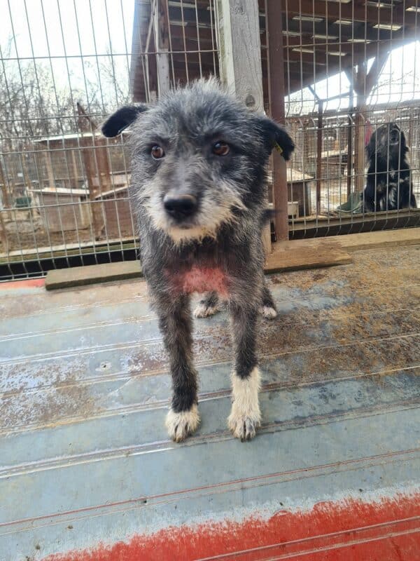 PIXEL - Notfall-Opa (Mobbingopfer, Hautprobleme) - reserviert TH Koblenz vermittelt – Bild 3