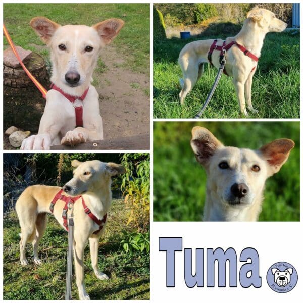 Tuma in 24148 Kiel *vermittelt*
