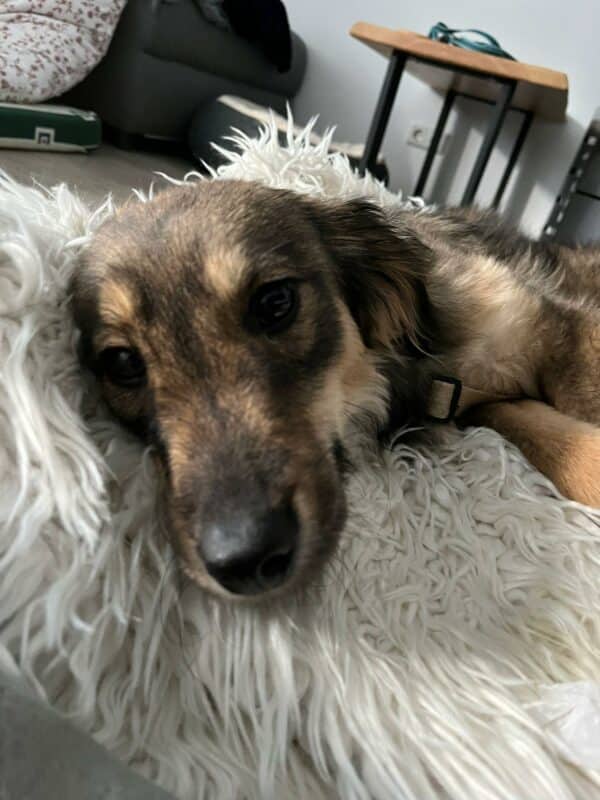 Ebby in 38640 Goslar *vermittelt* – Bild 5
