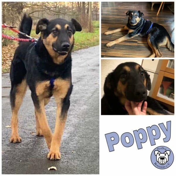 Poppy in 33775 Versmold - vermittelt