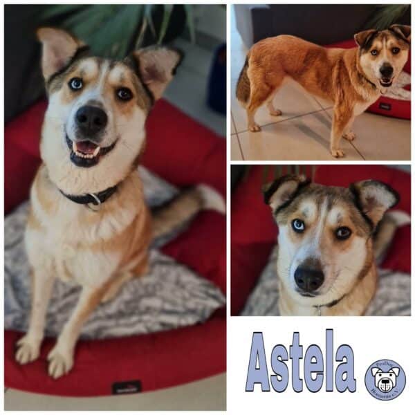 Astela in 64846 Groß-Zimmern *vermittelt*