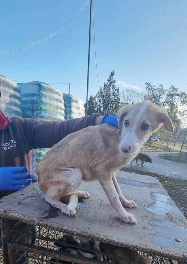 ADDY - Notfall, baut ab, viel zu dünn, Hautprobleme - reserviert für Tierhilfe Lebenswert - vermittelt – Bild 2