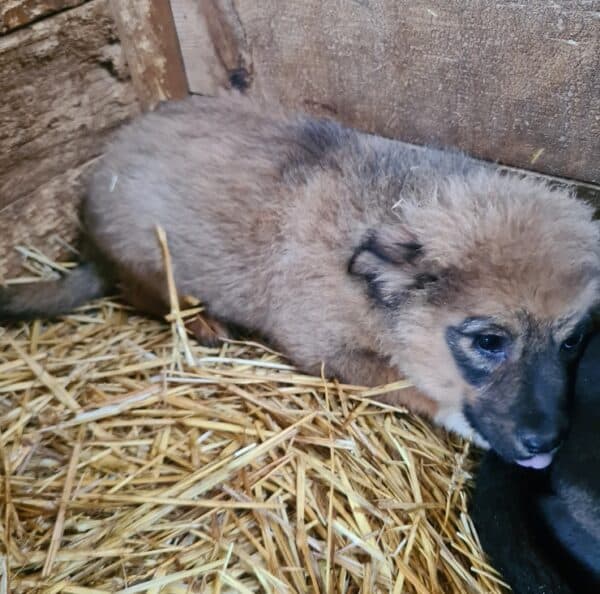 SIGGI - reserviert TH Limburg - vermittelt – Bild 4