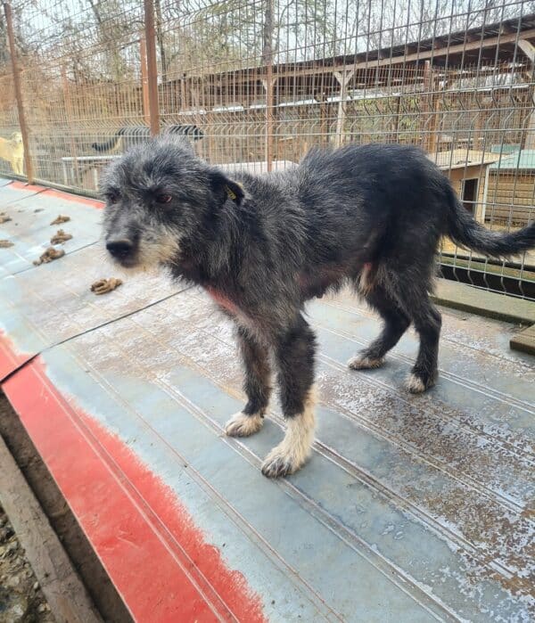 PIXEL - Notfall-Opa (Mobbingopfer, Hautprobleme) - reserviert TH Koblenz vermittelt – Bild 4