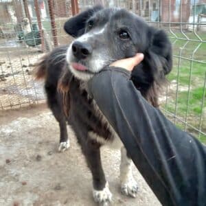 TINTIN (♂) - seit 2022 im Shelter