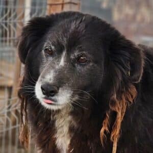 TINTIN (♂) - seit 2022 im Shelter