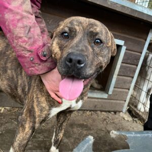 VALENTINE (♀) (DNA Test erfolgt)