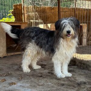 JINGLES (♂) - vermittelt MH