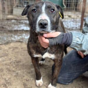 LARA - Vermittlung nur nach AT - seit 2022 im Shelter