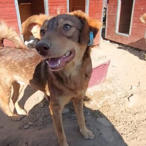 EMY - reserviert Tierhilfe Lebenswert DR - vermittelt