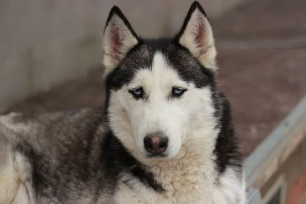 SORA (*Maya) - ausgereist zu Huskyland – Bild 4