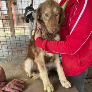 AURA - wird schüchtern, Hautprobleme (07/23) - ausgereist zur Tierhilfe Lebenswert