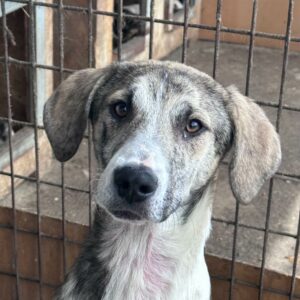 JORIN - ausgereist zur Tierhilfe Lebenswert