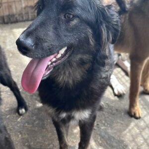 NAHLA - ausgereist zur Tierhilfe Lebenswert