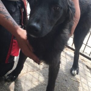 SCHNEEWEIßCHEN - ausgereist zur Tierhilfe Lebenswert