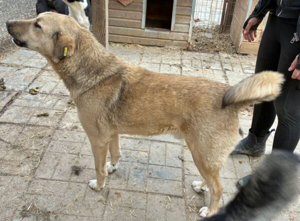 ARIJUS (♂) – Bild 2