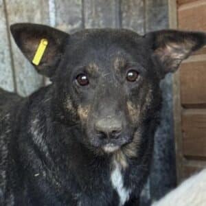 MOTEKA (♀) - linkes Hinterbein fehlt