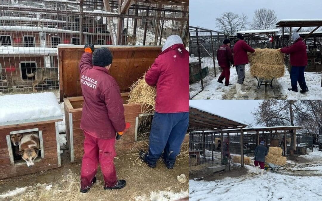 Winter in Bucov: Mehr Stroh für die Hunde benötigt
